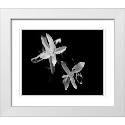 Poetry VI White Modern Wood Framed Art Print with Double Matting by Ling, Tang