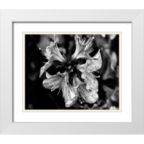 Poetry VII White Modern Wood Framed Art Print with Double Matting by Ling, Tang