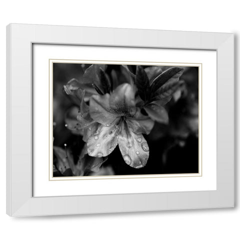 Poetry VIII White Modern Wood Framed Art Print with Double Matting by Ling, Tang