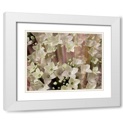 Soft Floral I White Modern Wood Framed Art Print with Double Matting by Harrington, Danielle