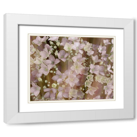 Soft Floral II White Modern Wood Framed Art Print with Double Matting by Harrington, Danielle