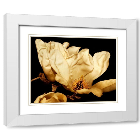 Buttercream Magnolia II White Modern Wood Framed Art Print with Double Matting by Perry, Rachel
