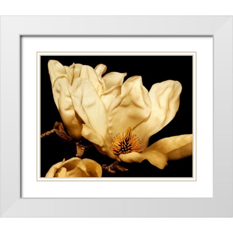 Buttercream Magnolia II White Modern Wood Framed Art Print with Double Matting by Perry, Rachel