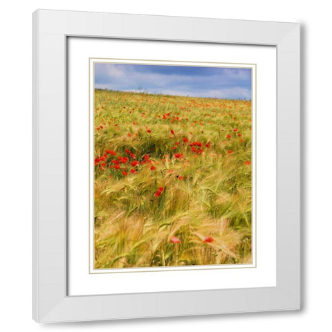 Poppies in Field II White Modern Wood Framed Art Print with Double Matting by Chester, Colby