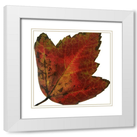 Leaf Inflorescence I White Modern Wood Framed Art Print with Double Matting by Project, A.