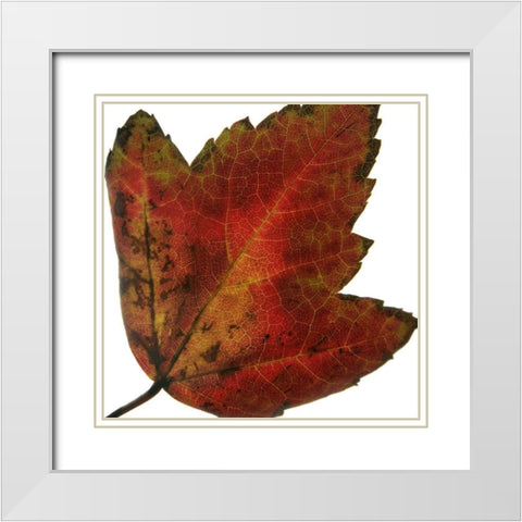 Leaf Inflorescence I White Modern Wood Framed Art Print with Double Matting by Project, A.