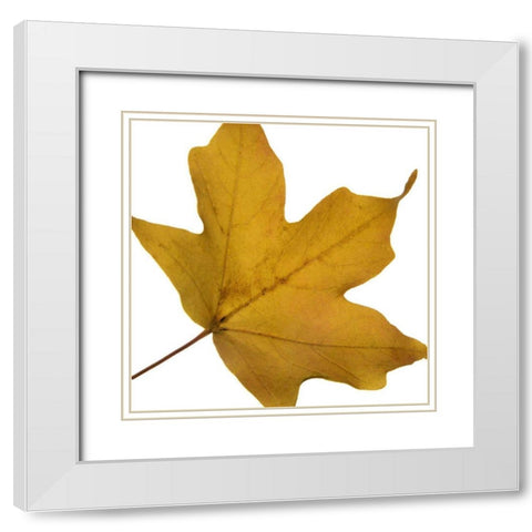 Leaf Inflorescence II White Modern Wood Framed Art Print with Double Matting by Project, A.