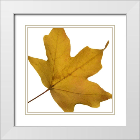 Leaf Inflorescence II White Modern Wood Framed Art Print with Double Matting by Project, A.
