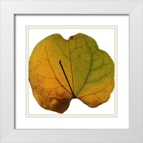 Leaf Inflorescence III White Modern Wood Framed Art Print with Double Matting by Project, A.