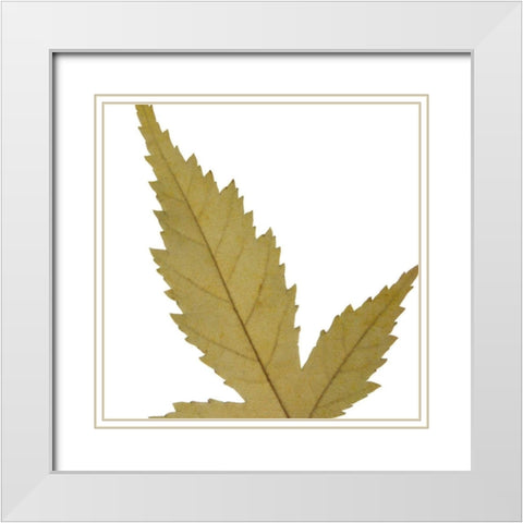 Leaf Inflorescence IV White Modern Wood Framed Art Print with Double Matting by Project, A.