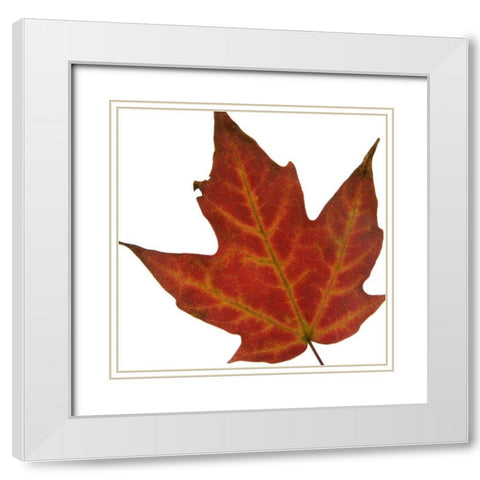 Leaf Inflorescence V White Modern Wood Framed Art Print with Double Matting by Project, A.
