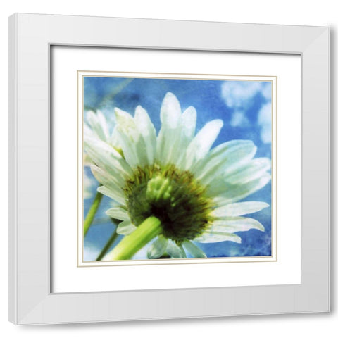 Daisies I White Modern Wood Framed Art Print with Double Matting by Blixt, Ingrid