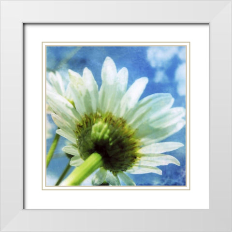 Daisies I White Modern Wood Framed Art Print with Double Matting by Blixt, Ingrid