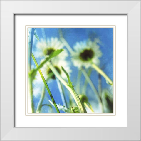 Daisies II White Modern Wood Framed Art Print with Double Matting by Blixt, Ingrid
