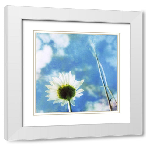 Daisies IV White Modern Wood Framed Art Print with Double Matting by Blixt, Ingrid