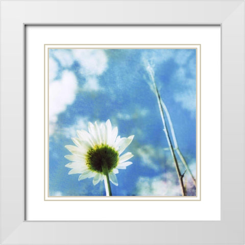 Daisies IV White Modern Wood Framed Art Print with Double Matting by Blixt, Ingrid