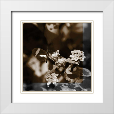 Butterfly Study III White Modern Wood Framed Art Print with Double Matting by Project, A.