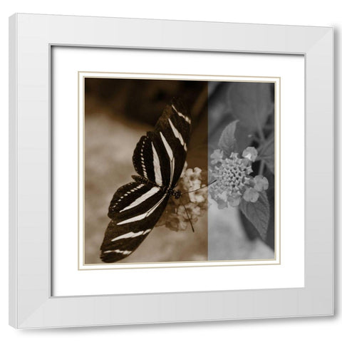 Butterfly Study IV White Modern Wood Framed Art Print with Double Matting by Project, A.