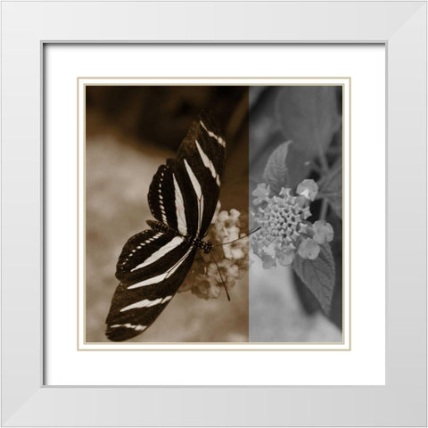 Butterfly Study IV White Modern Wood Framed Art Print with Double Matting by Project, A.