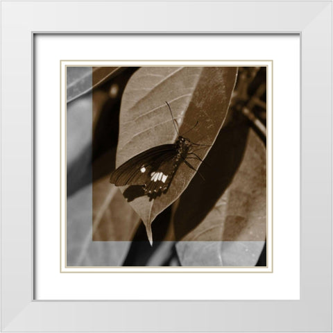 Butterfly Study VI White Modern Wood Framed Art Print with Double Matting by Project, A.