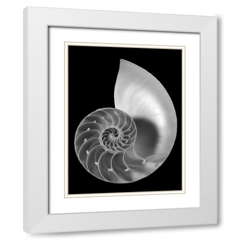 Shell II White Modern Wood Framed Art Print with Double Matting by Christensen, Jim
