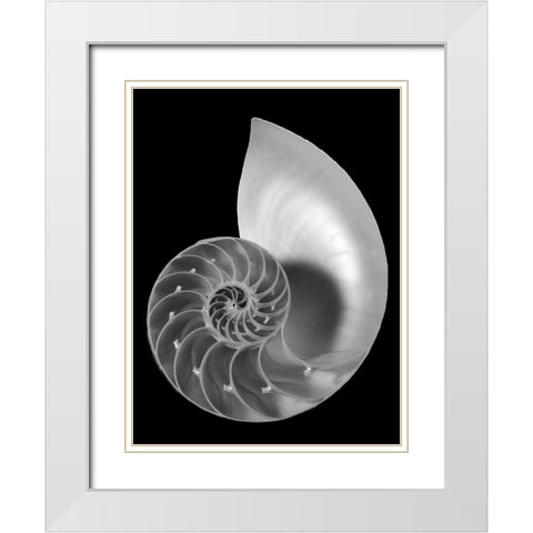 Shell II White Modern Wood Framed Art Print with Double Matting by Christensen, Jim