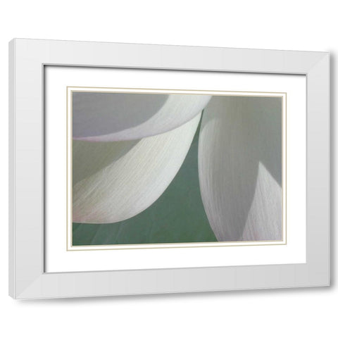 Lotus Detail I White Modern Wood Framed Art Print with Double Matting by Christensen, Jim