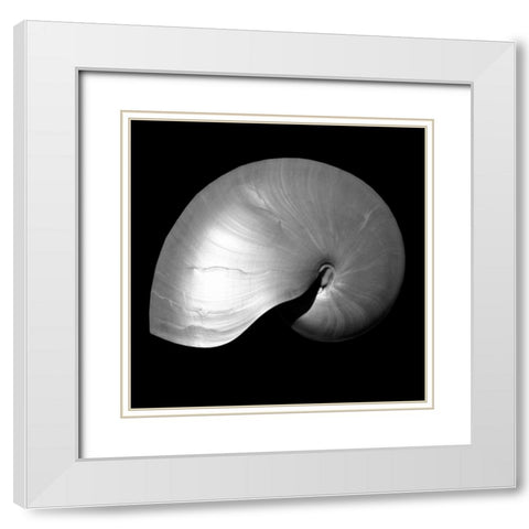 Nautilus Twin I White Modern Wood Framed Art Print with Double Matting by Bay, Noah