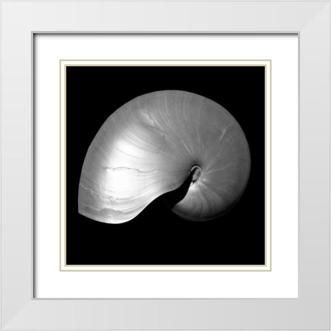 Nautilus Twin I White Modern Wood Framed Art Print with Double Matting by Bay, Noah