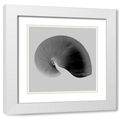 Nautilus Twin II White Modern Wood Framed Art Print with Double Matting by Bay, Noah