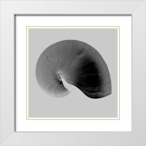 Nautilus Twin II White Modern Wood Framed Art Print with Double Matting by Bay, Noah