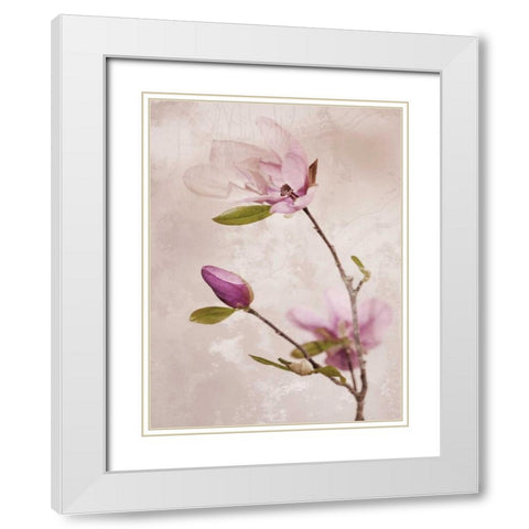 Tulip Blush I White Modern Wood Framed Art Print with Double Matting by Zalewski, Christine