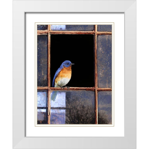 Bluebird Window White Modern Wood Framed Art Print with Double Matting by Vest, Chris