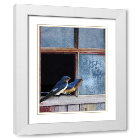 Barn Swallows Window White Modern Wood Framed Art Print with Double Matting by Vest, Chris