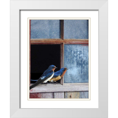 Barn Swallows Window White Modern Wood Framed Art Print with Double Matting by Vest, Chris