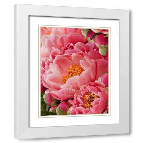 Coral Peonies II White Modern Wood Framed Art Print with Double Matting by Perry, Rachel