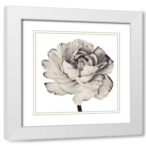 Ghost Flower I White Modern Wood Framed Art Print with Double Matting by Zalewski, Christine