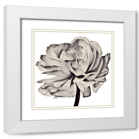 Ghost Flower II White Modern Wood Framed Art Print with Double Matting by Zalewski, Christine