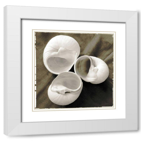 Equalized Shell Trio I White Modern Wood Framed Art Print with Double Matting by James, Andrea