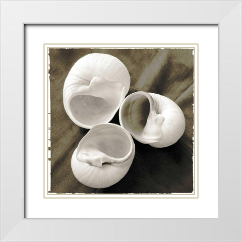 Equalized Shell Trio I White Modern Wood Framed Art Print with Double Matting by James, Andrea