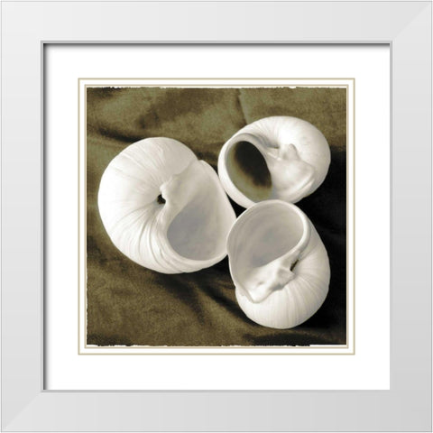 Equalized Shell Trio II White Modern Wood Framed Art Print with Double Matting by James, Andrea