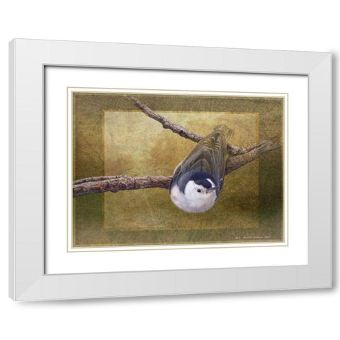 Nuthatch White Modern Wood Framed Art Print with Double Matting by Vest, Chris