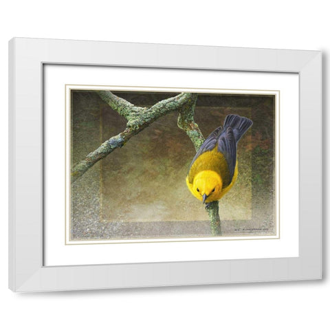 Prothonotary White Modern Wood Framed Art Print with Double Matting by Vest, Chris