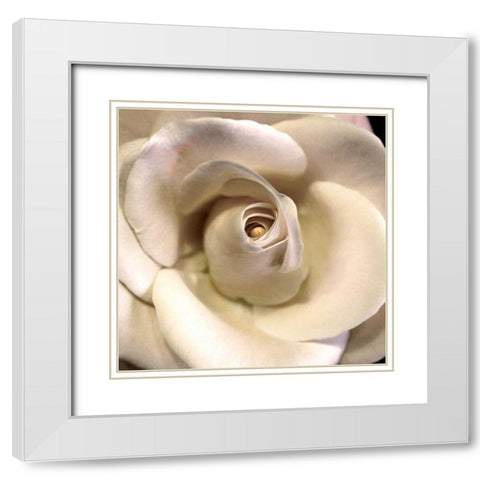 Blushing Rose I White Modern Wood Framed Art Print with Double Matting by Chester, Colby