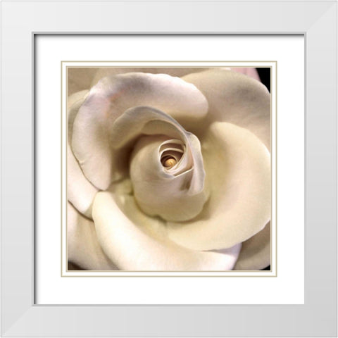 Blushing Rose I White Modern Wood Framed Art Print with Double Matting by Chester, Colby