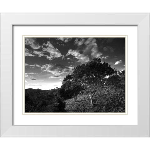 Evening Jungle Trees White Modern Wood Framed Art Print with Double Matting by Nalbandian, Nish