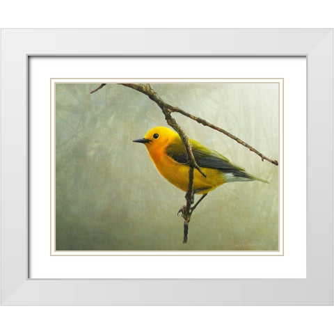 Prothonotary Warbler White Modern Wood Framed Art Print with Double Matting by Vest, Chris