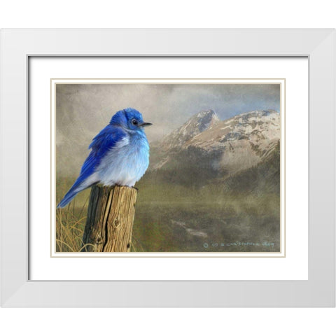 Mountain Blue Bird White Modern Wood Framed Art Print with Double Matting by Vest, Chris