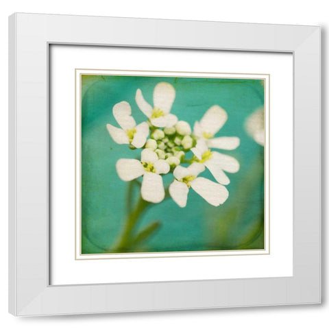 White Flowers III White Modern Wood Framed Art Print with Double Matting by Jorgensen, Jennifer