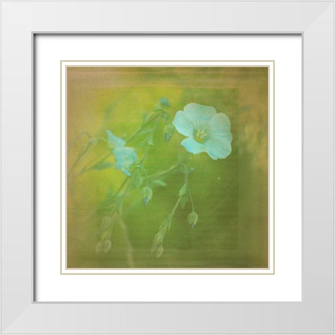 White Flowers VI White Modern Wood Framed Art Print with Double Matting by Jorgensen, Jennifer